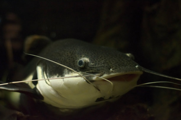 catfish
