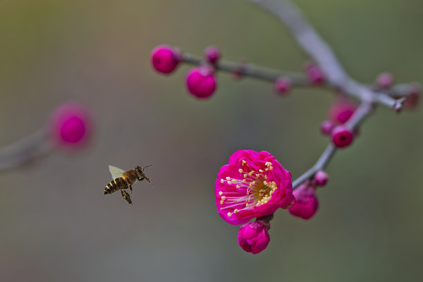 花,水平画幅,蜜蜂