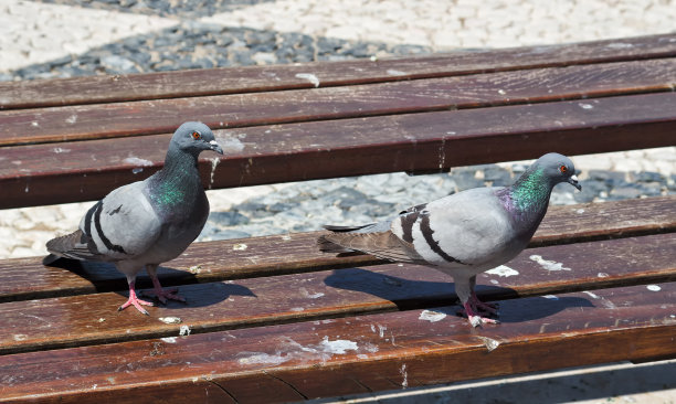 pigeon