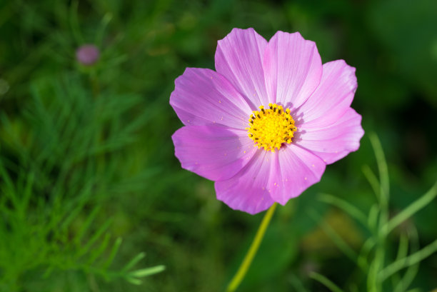 calliopsis