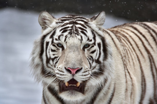 雪地上的老虎
