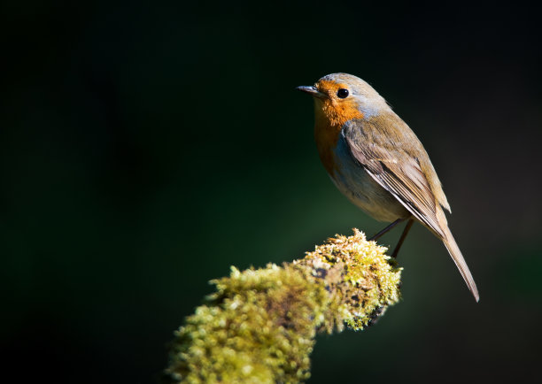 robin