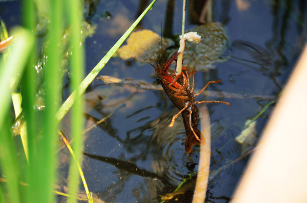 crawdad