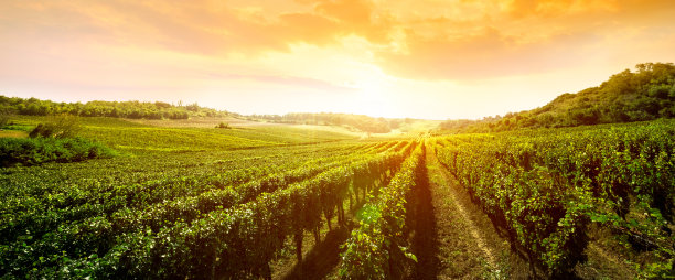 vineyard