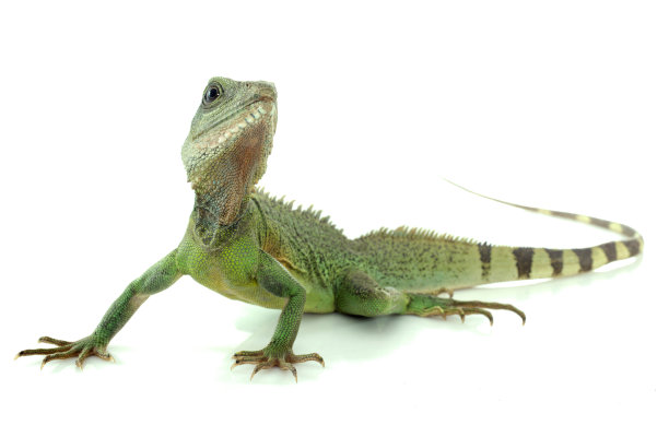 lizard