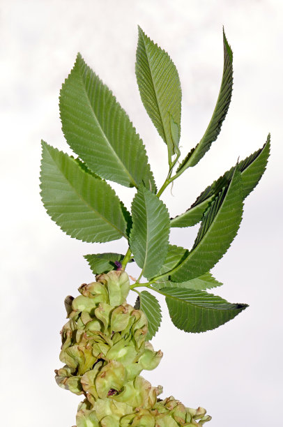 榆树花开