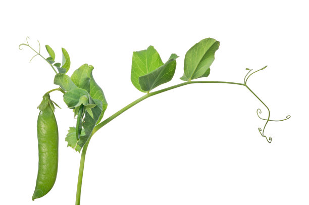 lathyrus