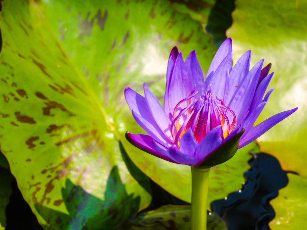 池塘里的紫睡莲