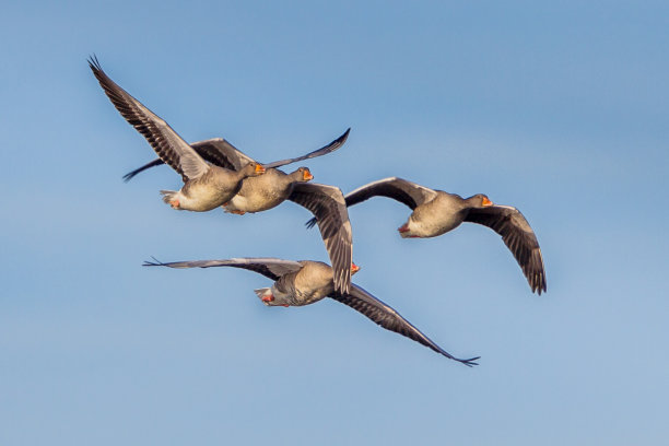 branta