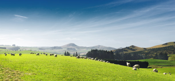 nz