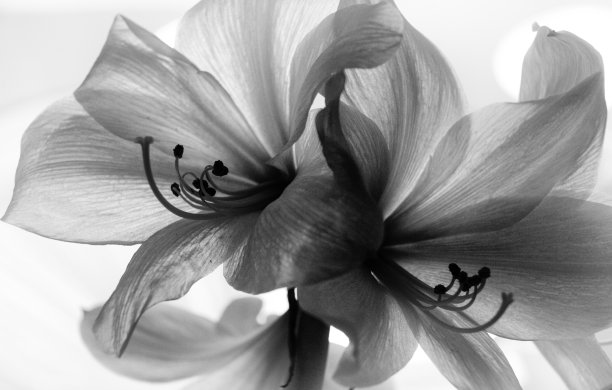 monochrome