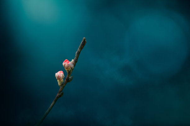 桃花花蕾