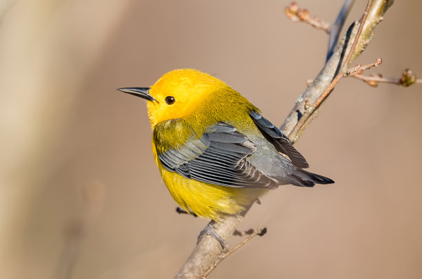avian