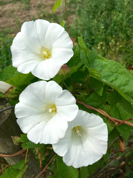 田旋花