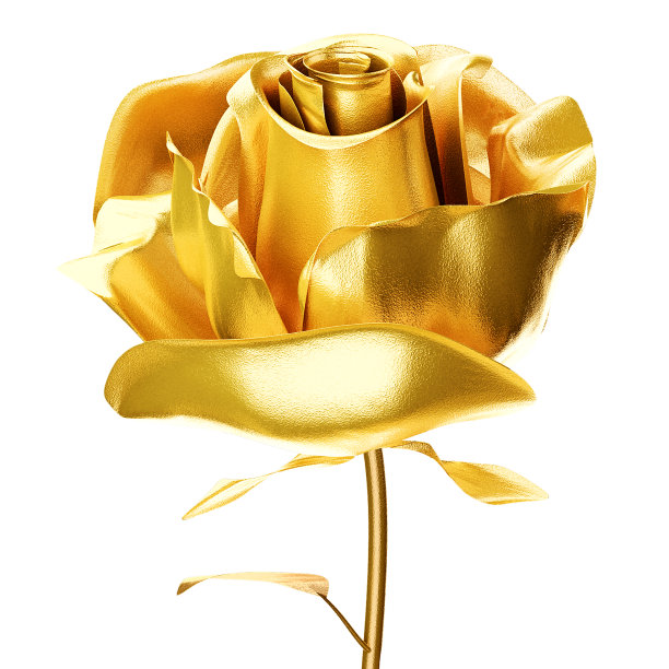 金黄色玫瑰