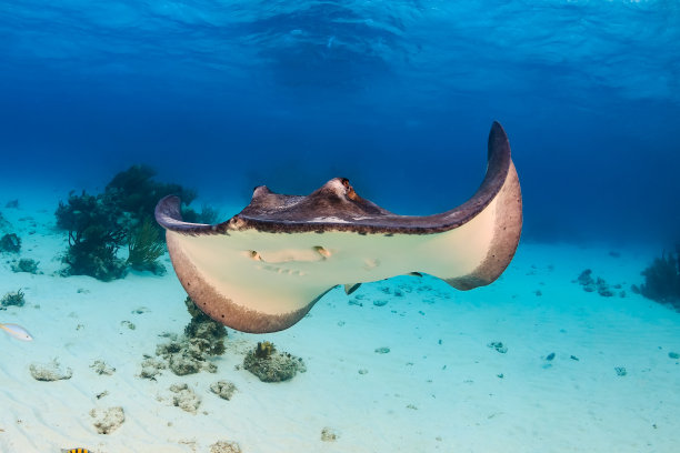 stingray
