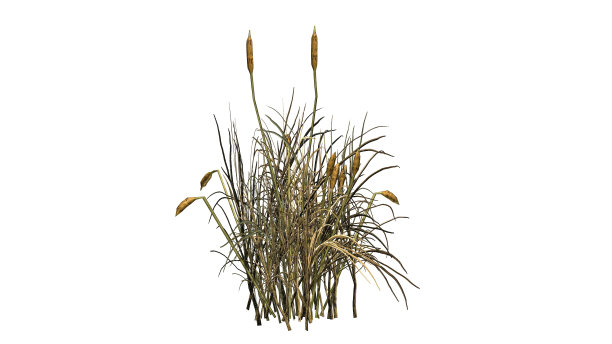 reed