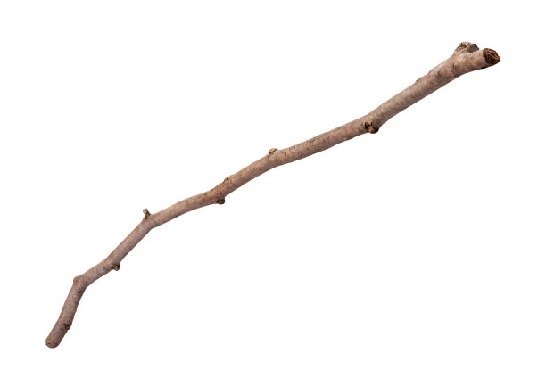 branches