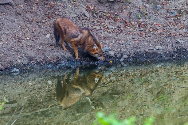 jackal