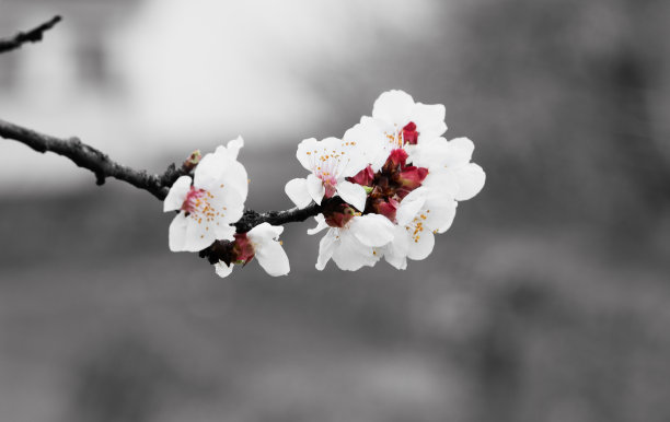 杏花,花蕊