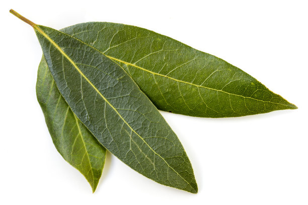 laurel