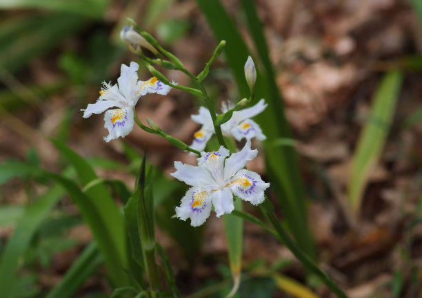 蝴蝶花