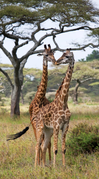 serengeti