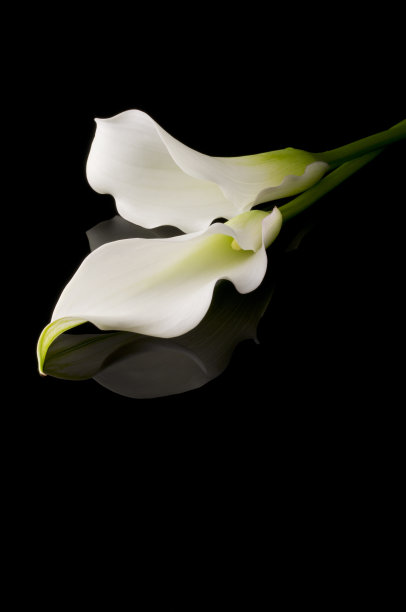 calla
