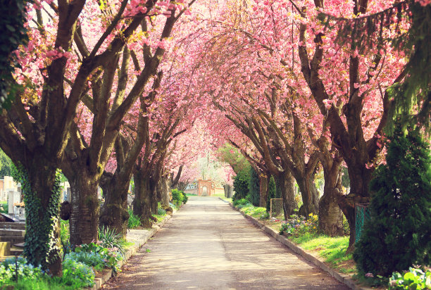 flowering