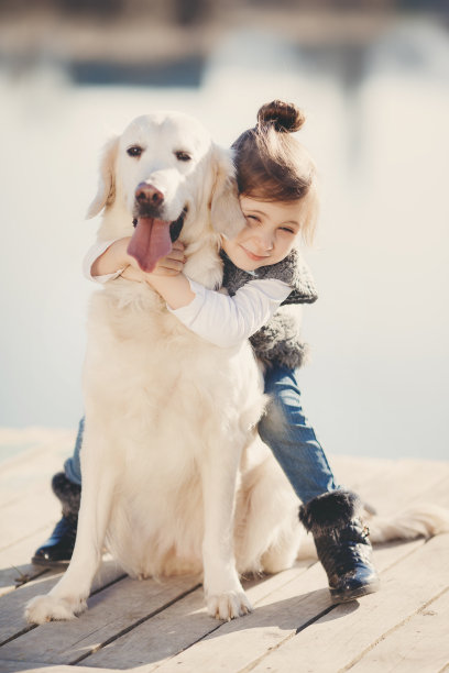 labrador