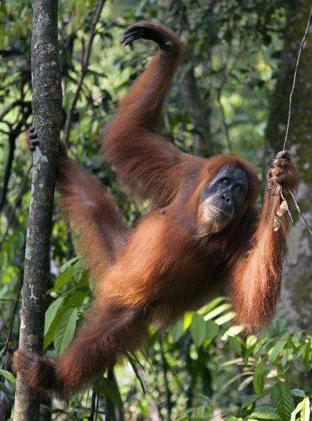 pongo