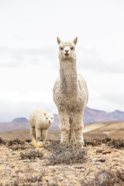 alpaca
