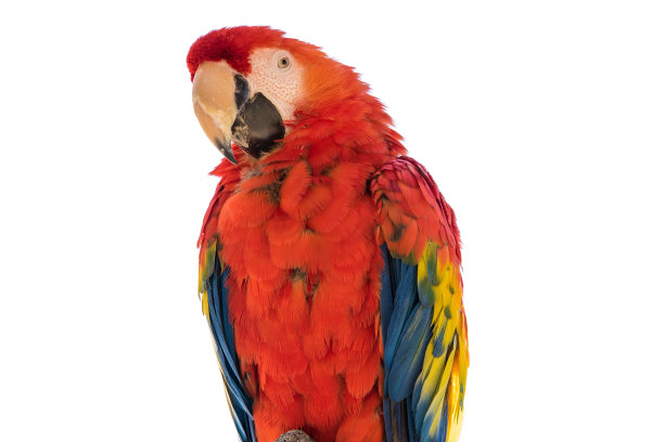 macaws