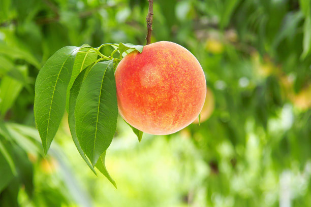 peach
