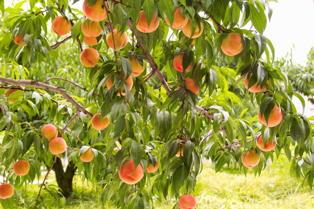 peach