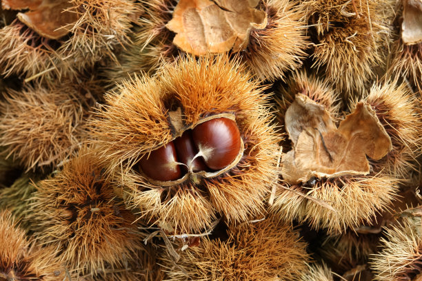 chestnut
