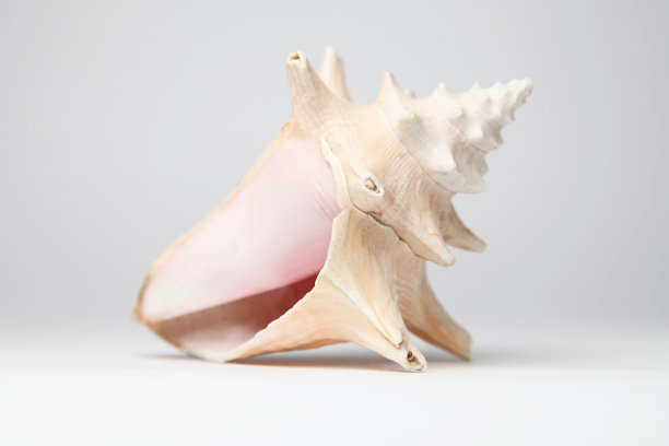 conch