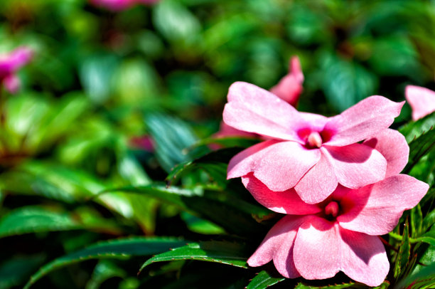 impatiens