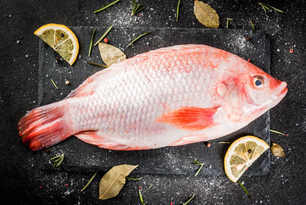 tilapia