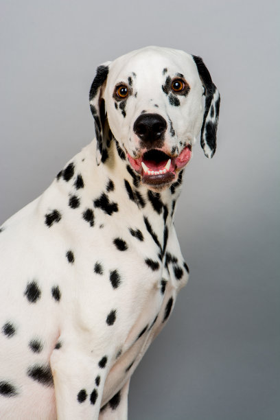 dalmatian