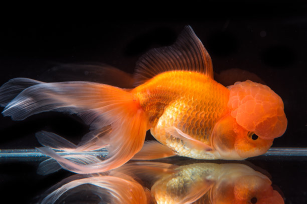 carassius