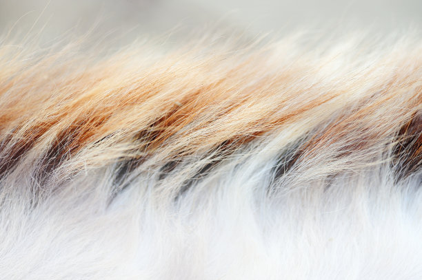 hairs