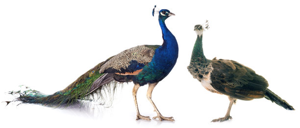 peacock