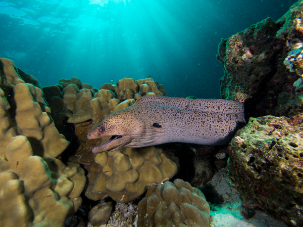 moray
