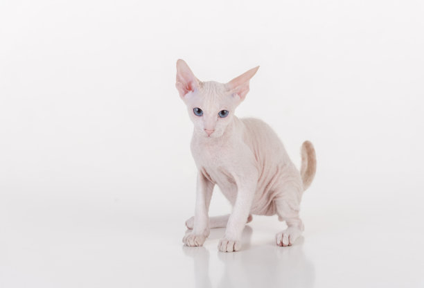 sphinx