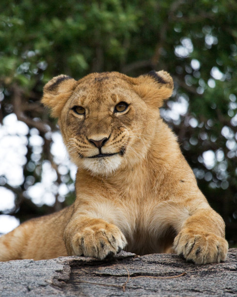 serengeti