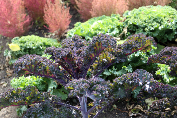 kale
