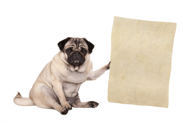 pug