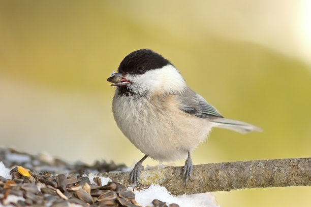 tits