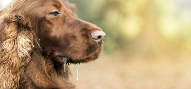 狂犬病